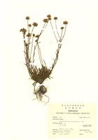 藏品(玉山飛蓬)的圖片